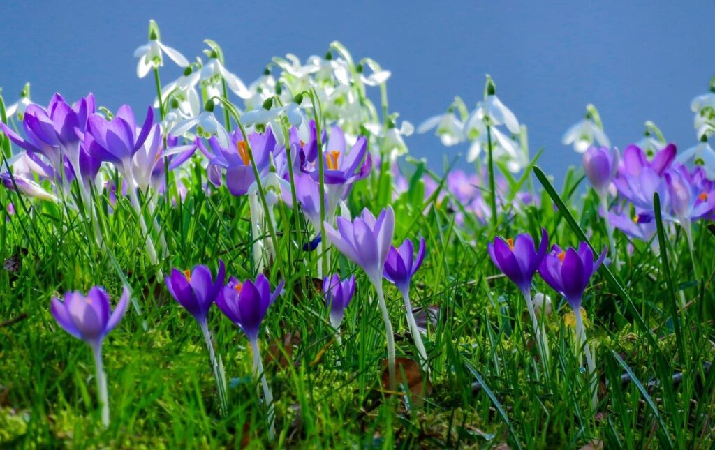 Frühlingsanfang 2026 (08.03.2026) frühlingsanfang wird hier symbolisiert durch lila Krokusse im Vordergrund und Schneeglöckchen im Hintergrund, alle in Nahaufnahme auf einer grünen Wiese