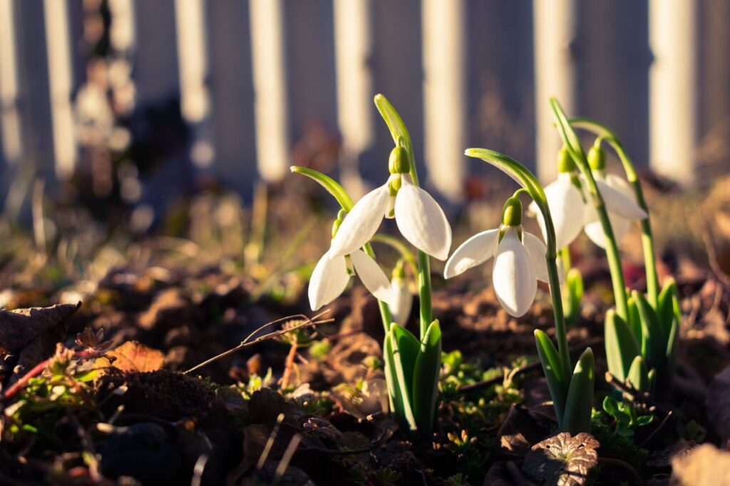 einzelne schneeglöckchen in Nahaufnahme die auf dunklem erdigen Untergrund stehen und den frühlingsanfang symbolisieren