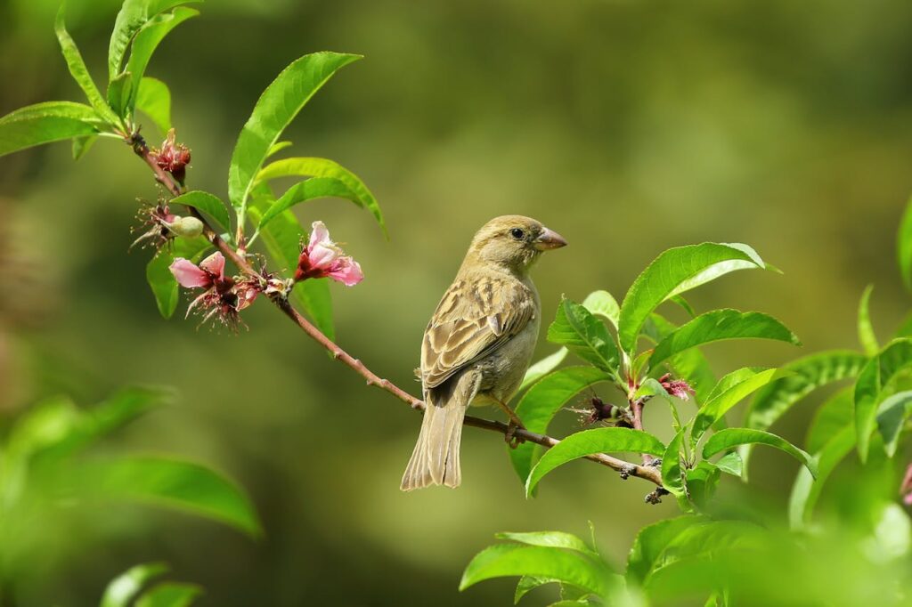 Ein Vogel sitzt auf einem blühendem Zweig mit rosa Knospen und grünen Blättern